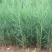 侧柏4cm以下