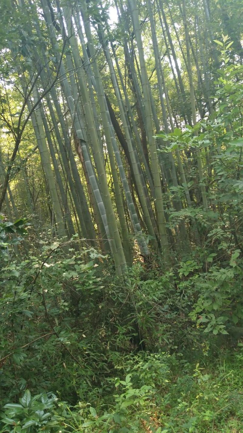 毛竹6cm以上6米以上
