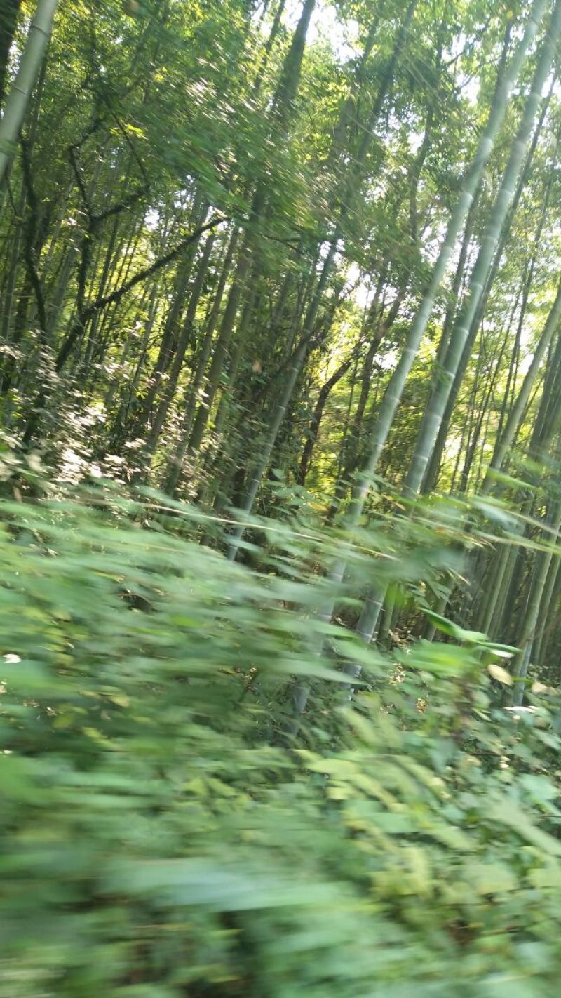 毛竹6cm以上6米以上