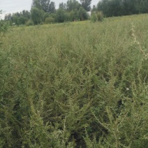 黑枸杞苗3年，当年移植当年挂果，包成活包技术。