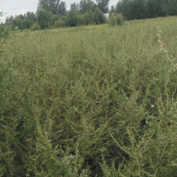 黑枸杞苗3年，当年移植当年挂果，包成活包技术。
