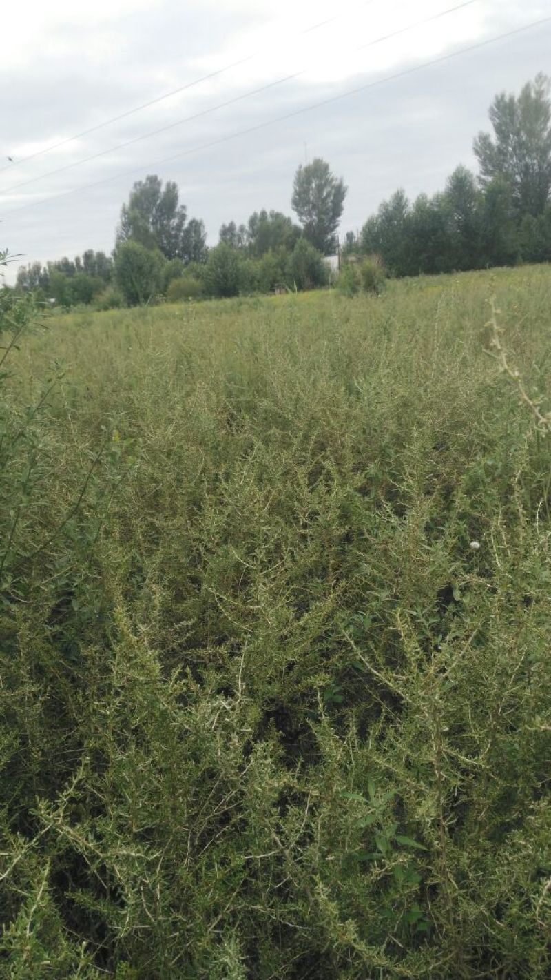 黑枸杞苗3年，当年移植当年挂果，包成活包技术。