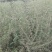 黑枸杞苗3年，当年移植当年挂果，包成活包技术。