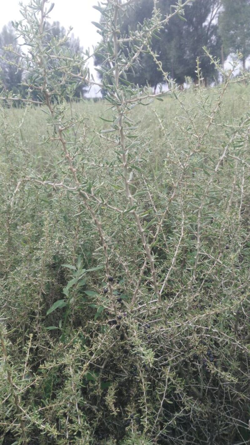 黑枸杞苗3年，当年移植当年挂果，包成活包技术。