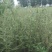 黑枸杞苗3年，当年移植当年挂果，包成活包技术。