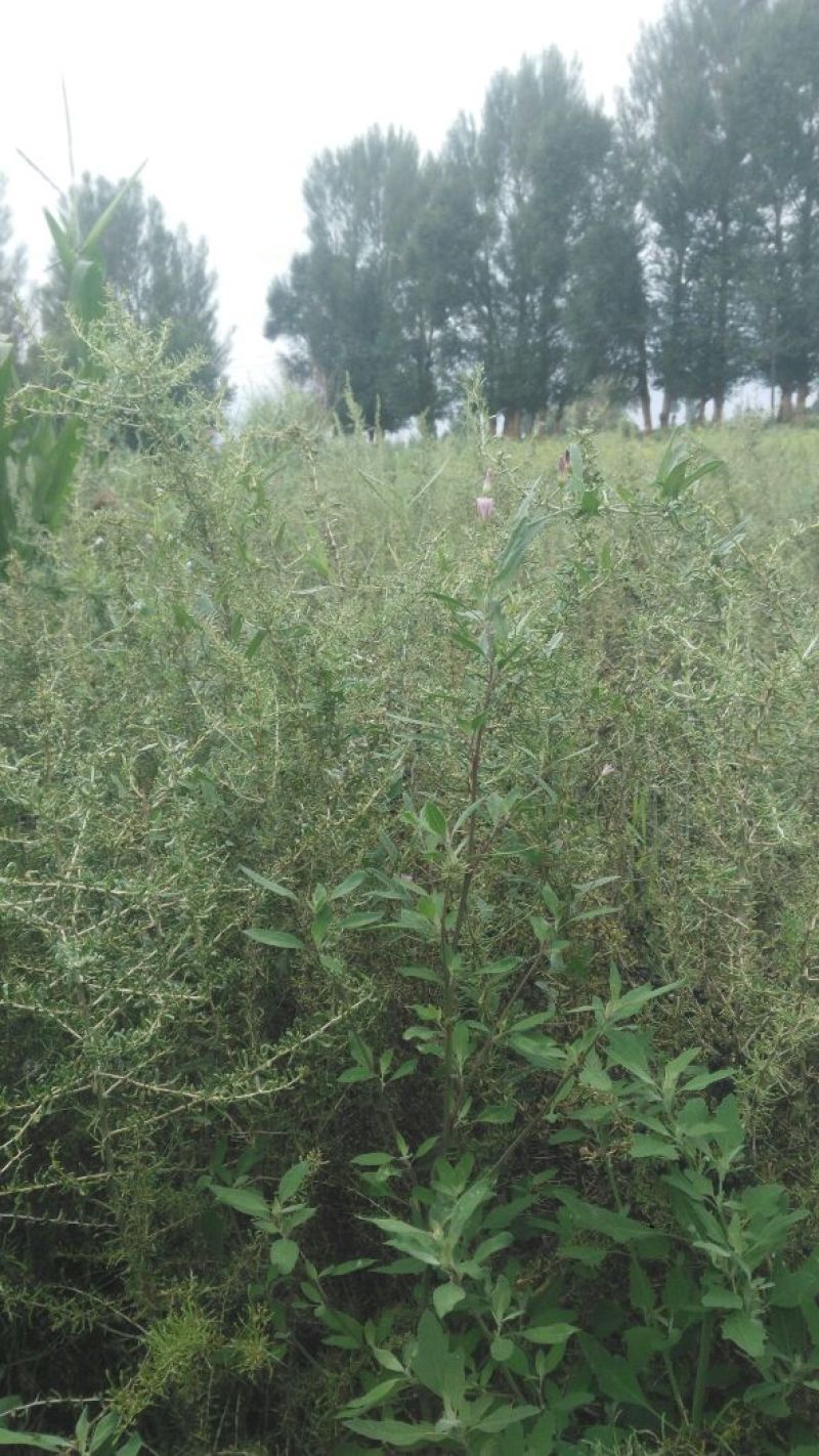 黑枸杞苗3年，当年移植当年挂果，包成活包技术。
