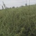 黑枸杞苗3年，当年移植当年挂果，包成活包技术。