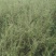 黑枸杞苗3年，当年移植当年挂果，包成活包技术。