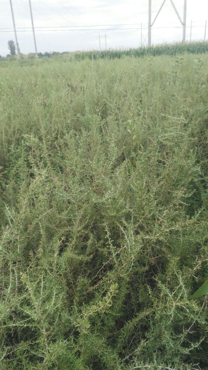 黑枸杞苗3年，当年移植当年挂果，包成活包技术。