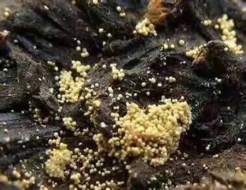 砖茶一级