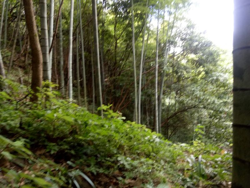 竹子15~16m