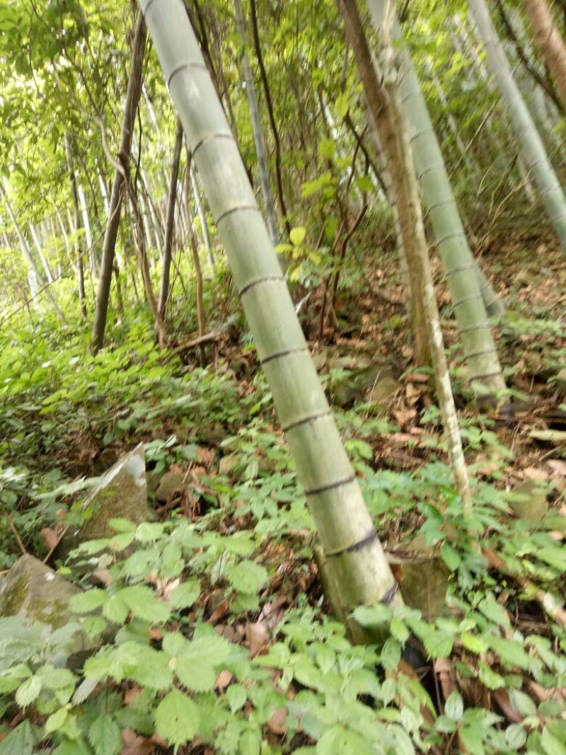 竹子15~16m