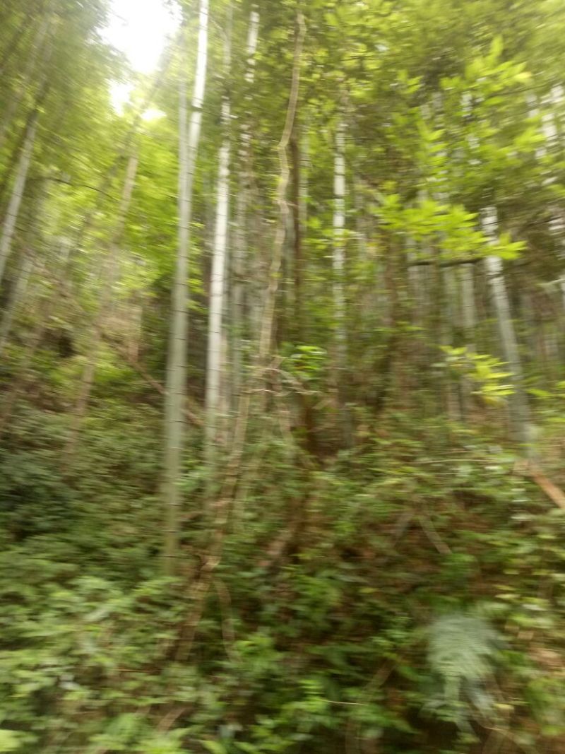 竹子15~16m