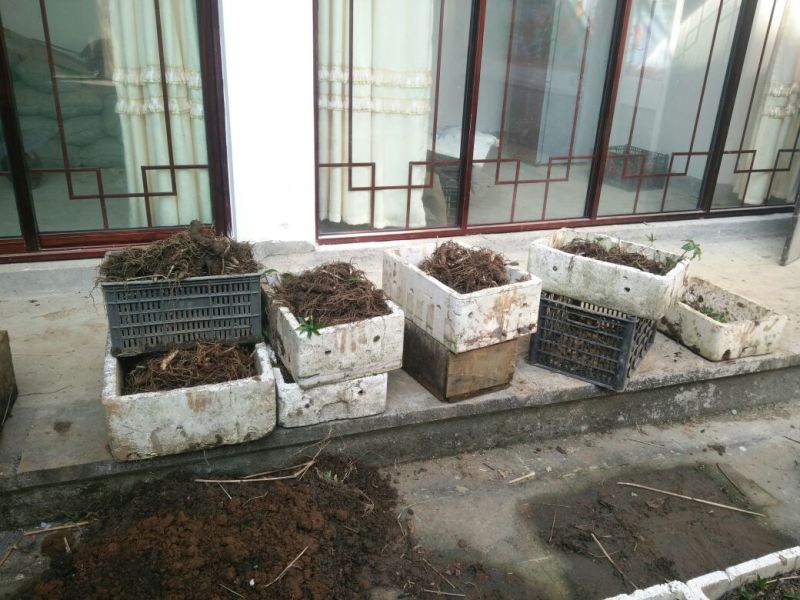 云南高干滇重楼高山林下仿野生种植鲜货统个