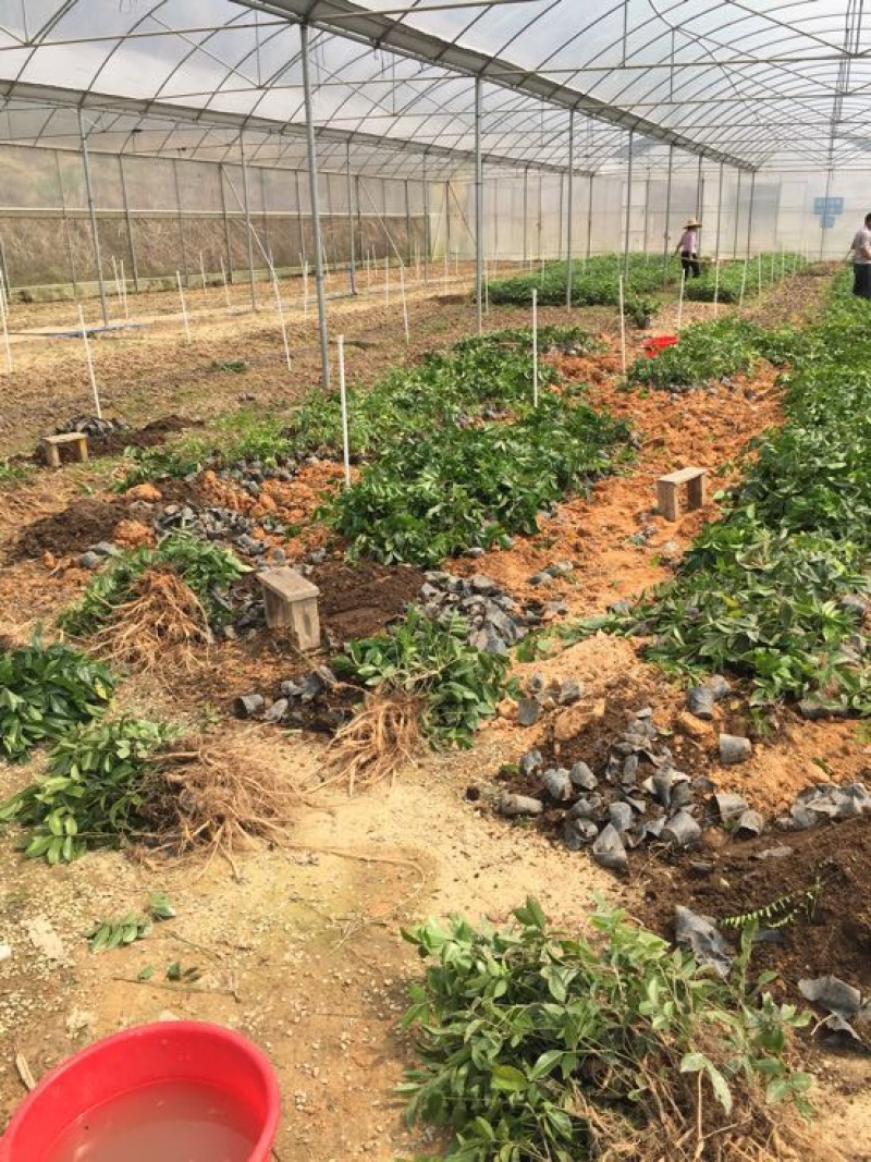 牛大力种苗，高产苗，提供种植技术，包回收