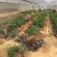牛大力种苗，高产苗，提供种植技术，包回收