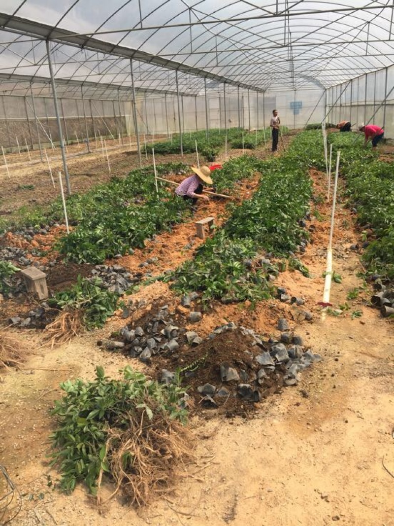 牛大力种苗，高产苗，提供种植技术，包回收