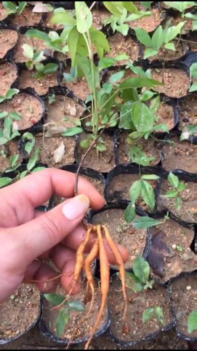 牛大力种苗，高产苗，提供种植技术，包回收