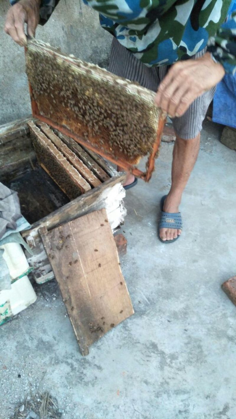 土蜂蜜5斤湖北红安罗氏中蜂养殖基地，出售优质蜂蜜蜂王。