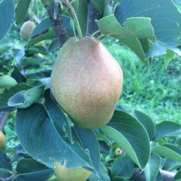 红香酥梨贡梨蜜梨各种北方水果产地直供