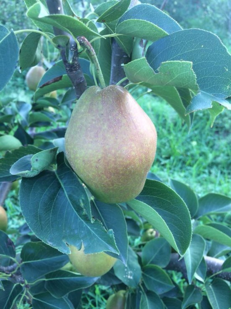 红香酥梨贡梨蜜梨各种北方水果产地直供