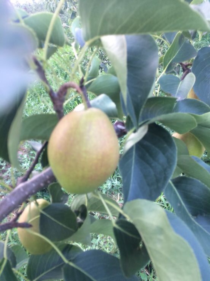 红香酥梨贡梨蜜梨各种北方水果产地直供