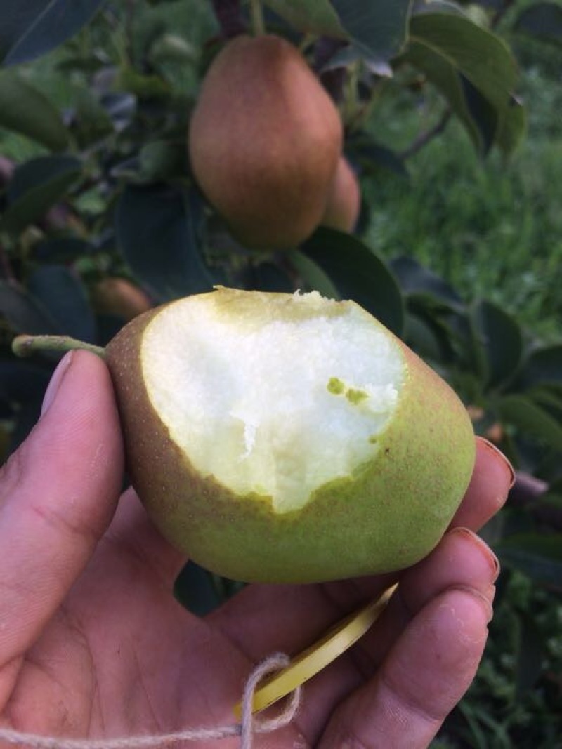 红香酥梨贡梨蜜梨各种北方水果产地直供