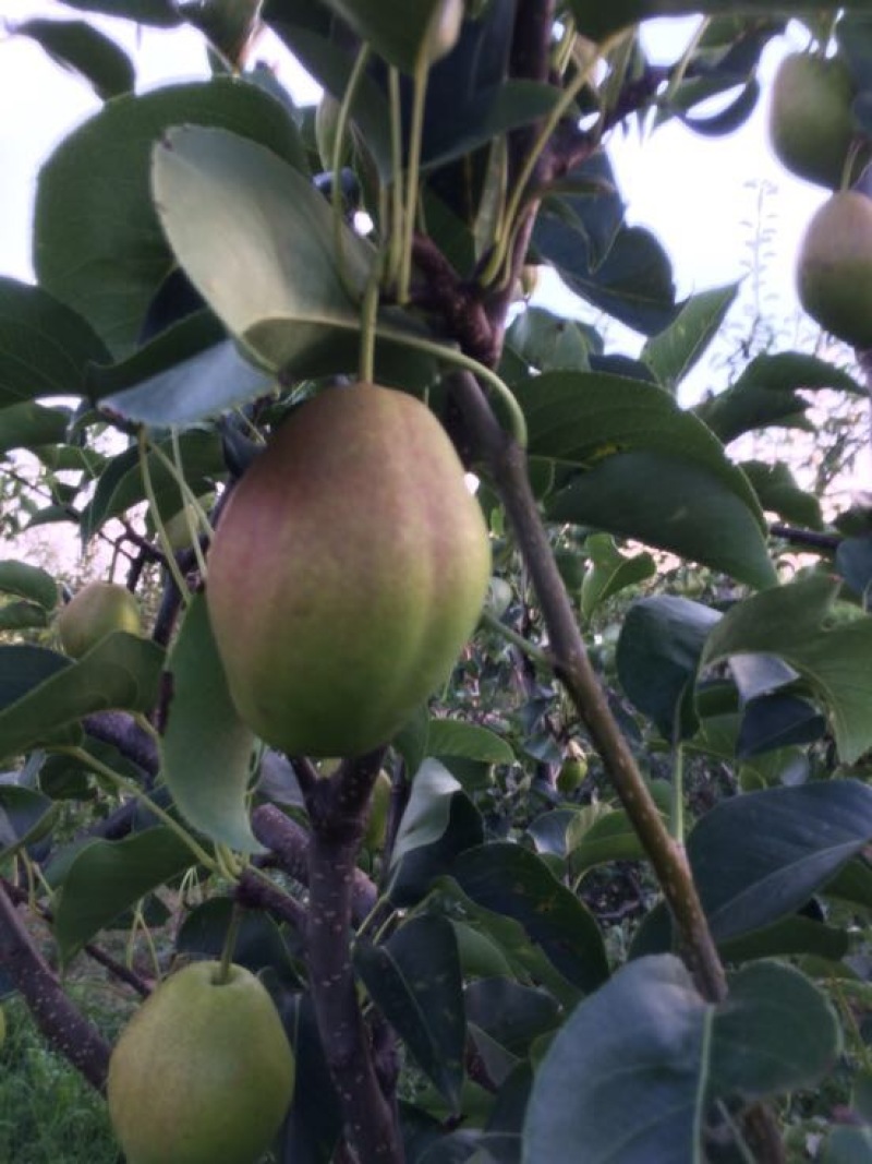 红香酥梨贡梨蜜梨各种北方水果产地直供