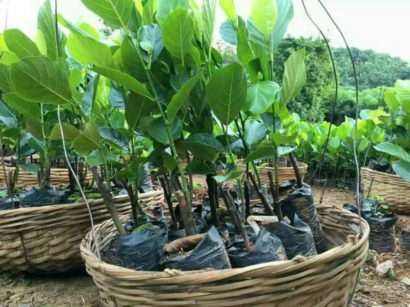 1号菠萝蜜苗稿接树