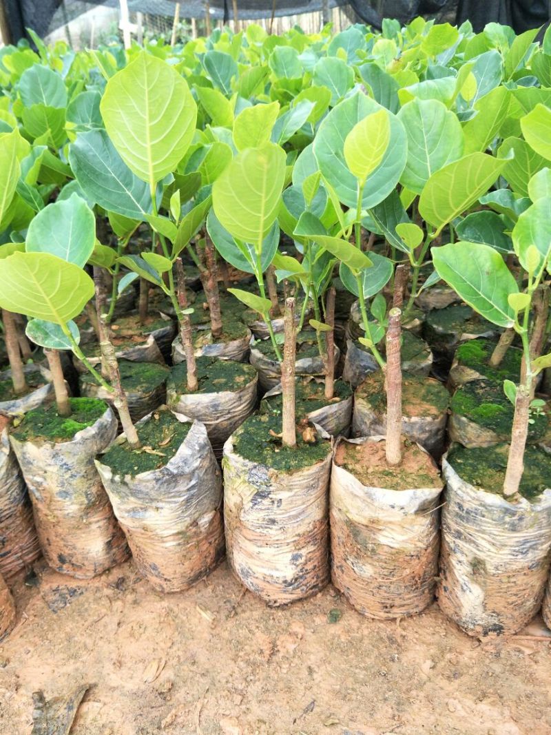1号菠萝蜜苗稿接树