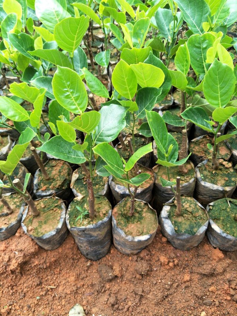1号菠萝蜜苗稿接树