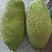 1号菠萝蜜苗稿接树