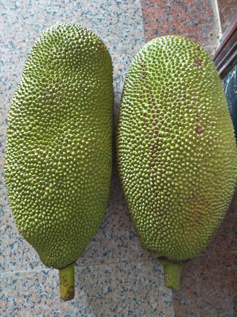 1号菠萝蜜苗稿接树