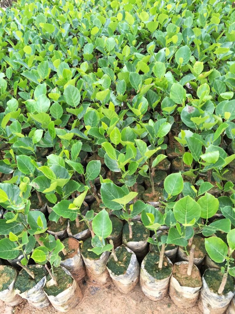 1号菠萝蜜苗稿接树