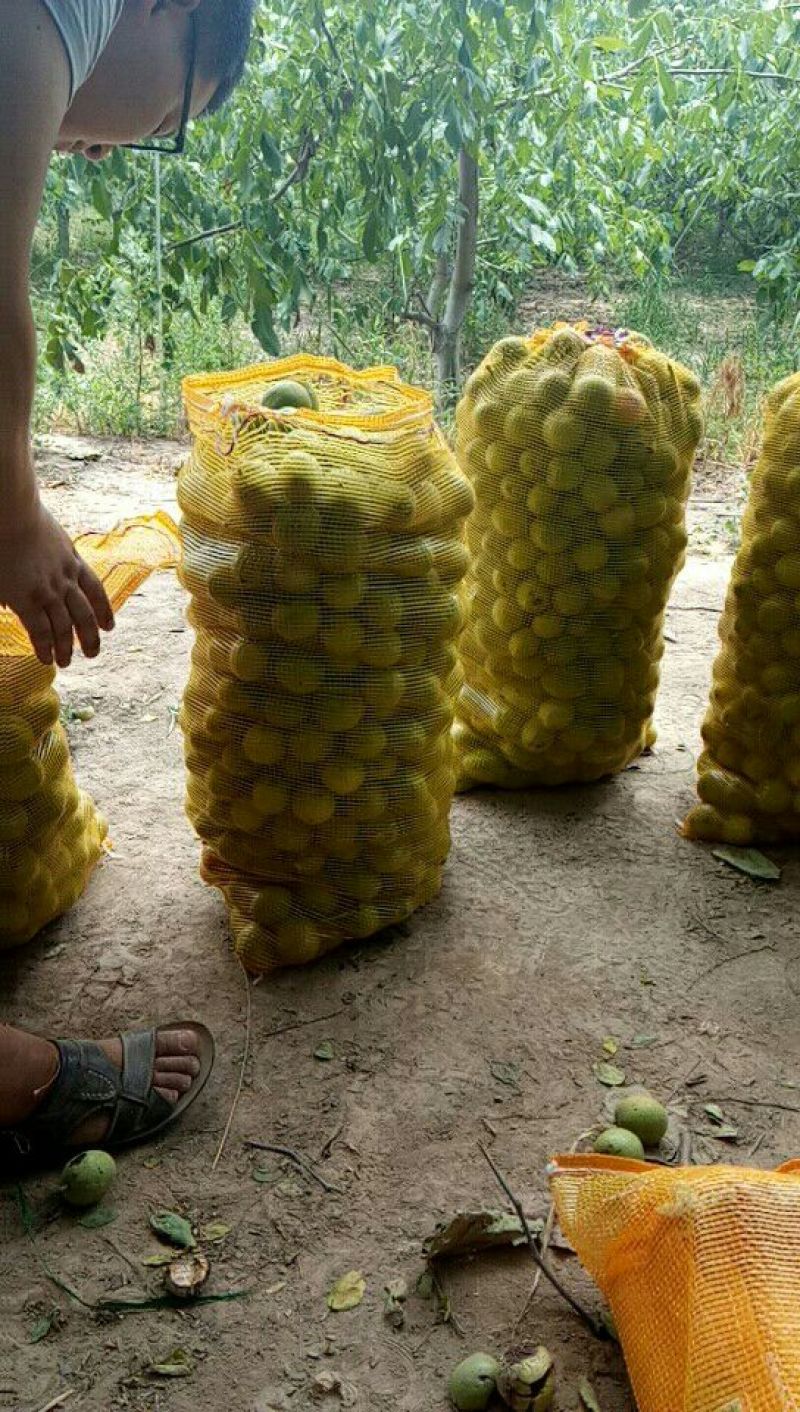 陕西青皮核桃产地直发，湿核桃鲜核桃大量上市