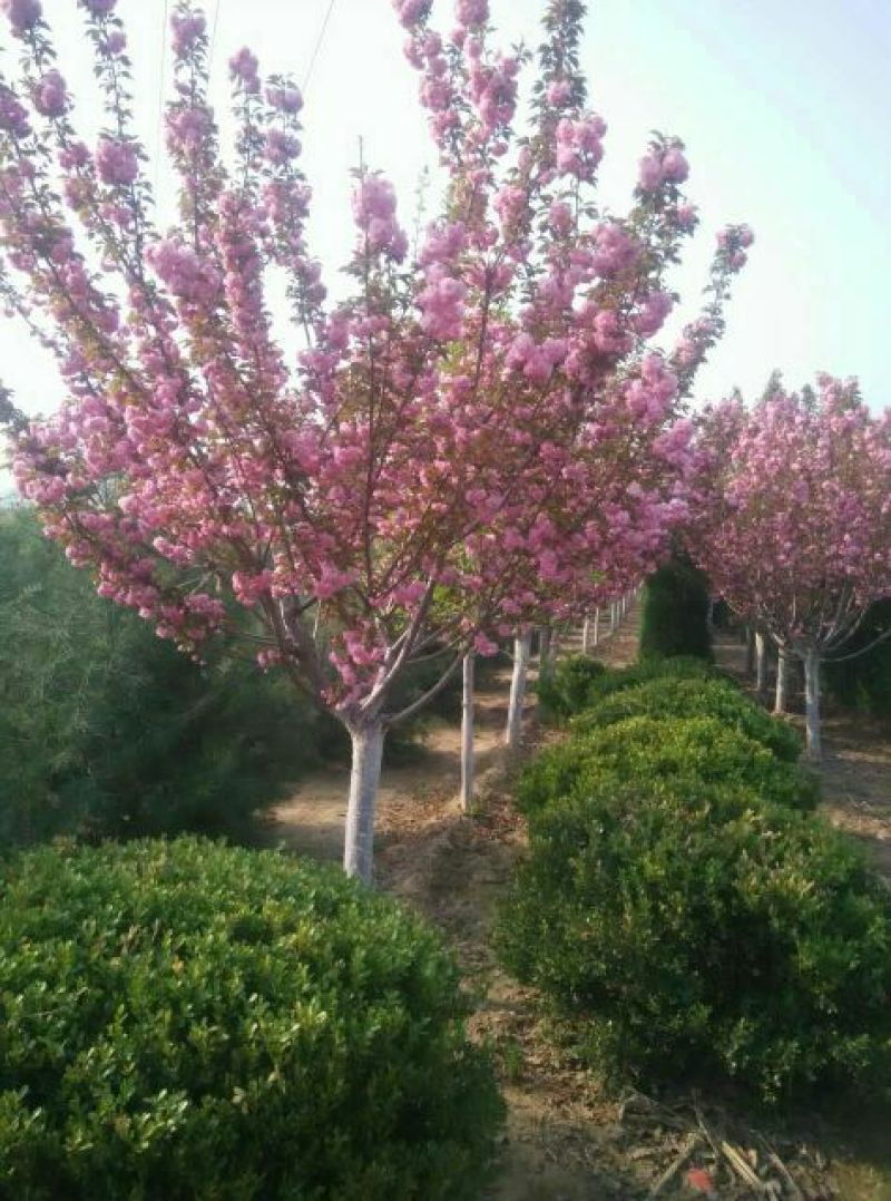 日本樱花12公分樱花树