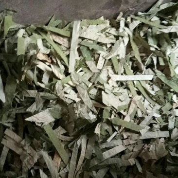 荷叶30cm以上选货