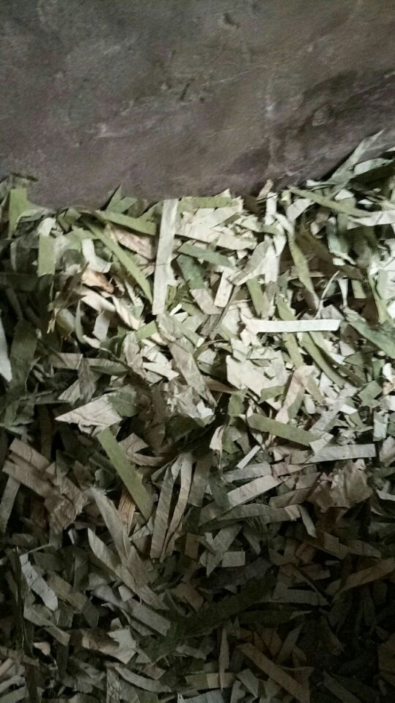 荷叶30cm以上选货