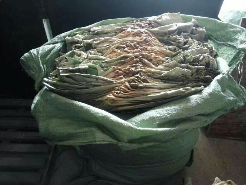 荷叶30cm以上选货