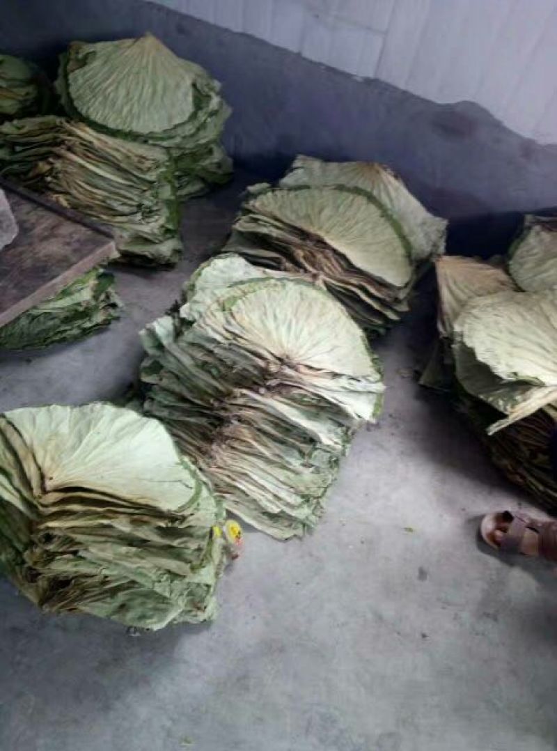荷叶30cm以上选货