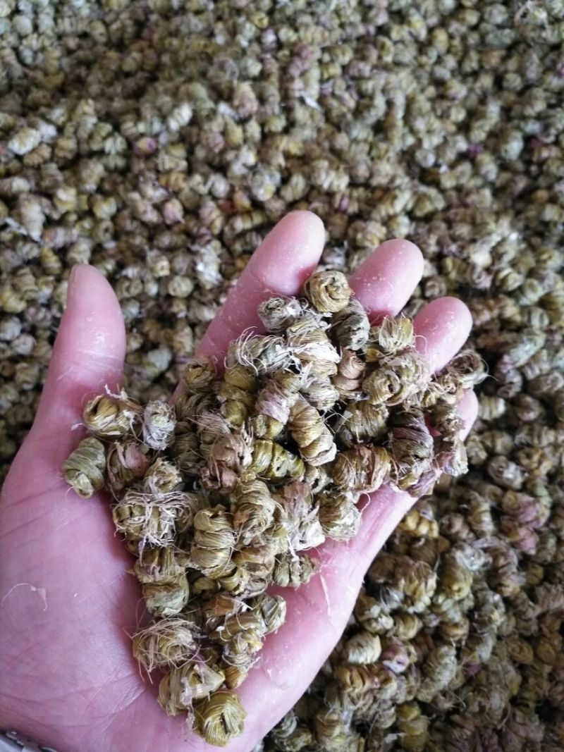 浙江雁荡山铁皮石斛特级枫斗