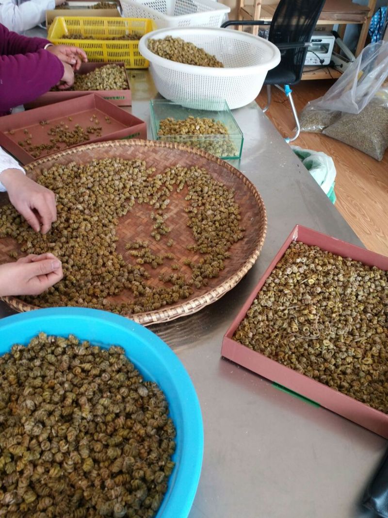 浙江雁荡山铁皮石斛特级枫斗