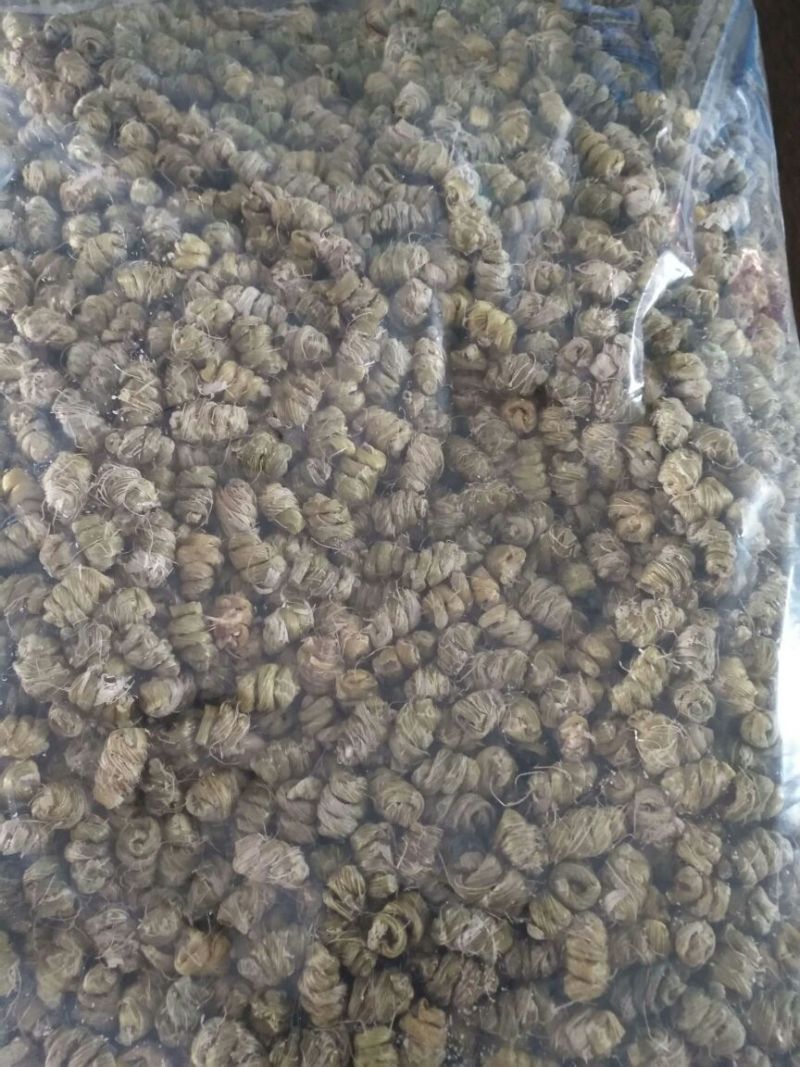 浙江雁荡山铁皮石斛特级枫斗