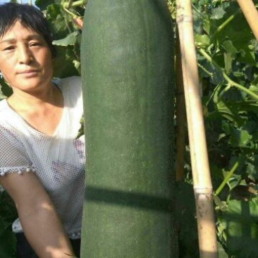 冬瓜25斤以上吊冬瓜