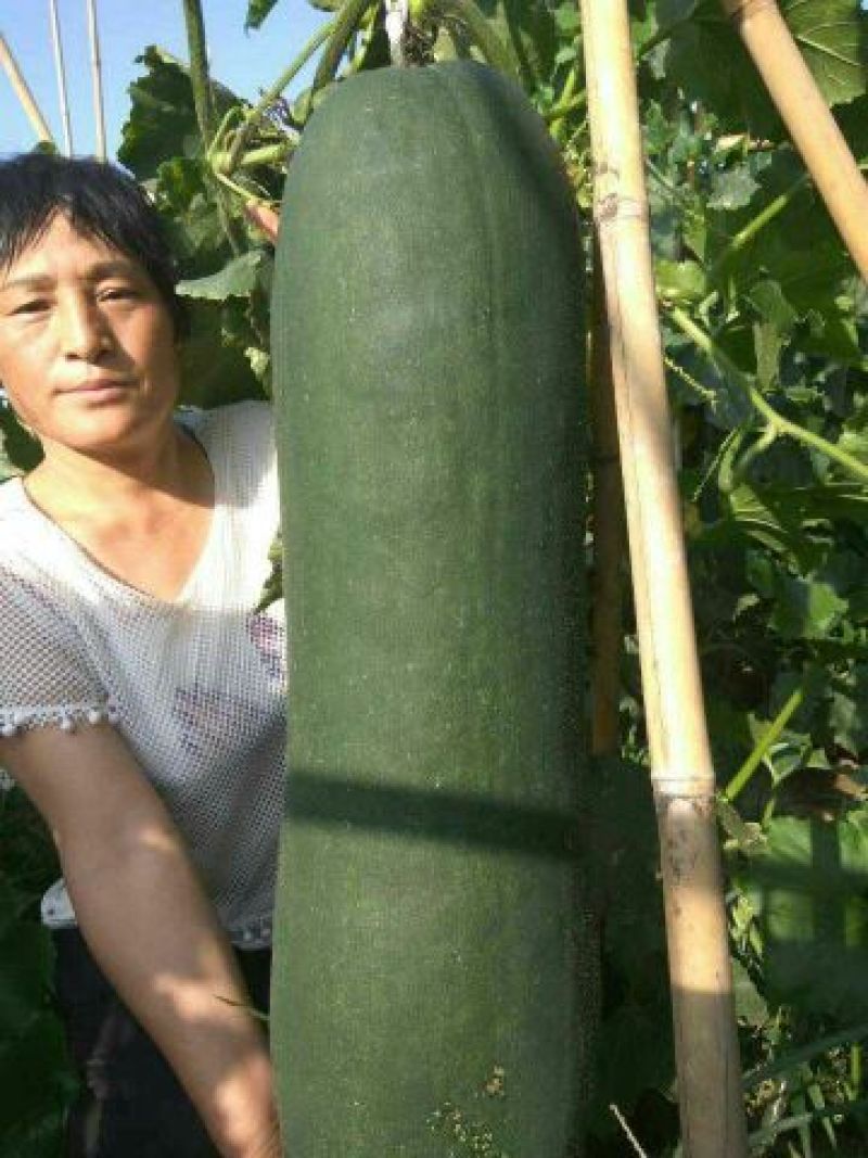 冬瓜25斤以上吊冬瓜