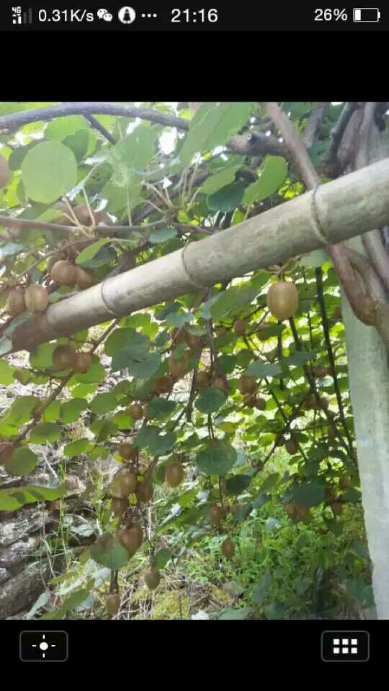 翠玉猕猴桃，仿野生种植，天然绿色水果