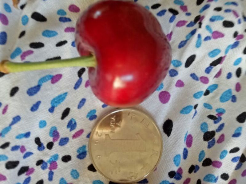美早樱桃苗优良大樱桃品种产地直供