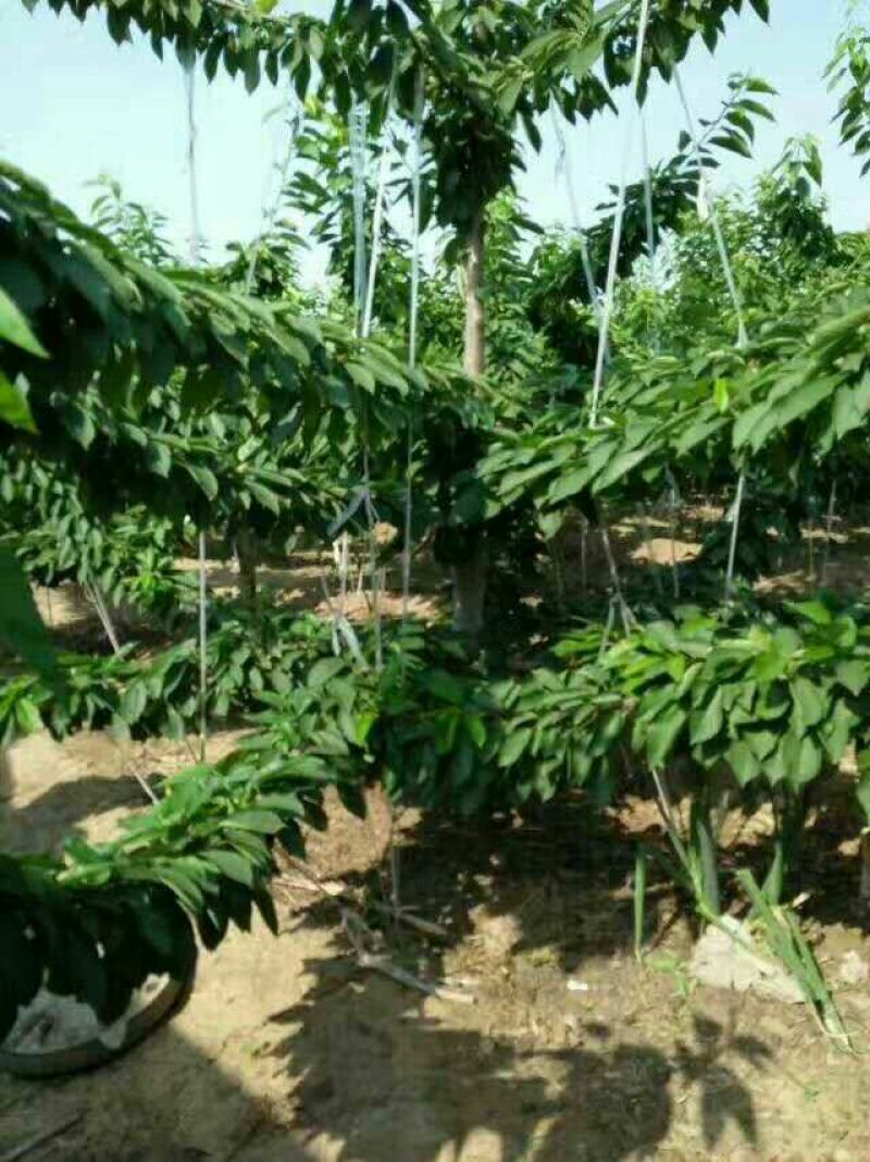 美早樱桃苗优良大樱桃品种产地直供