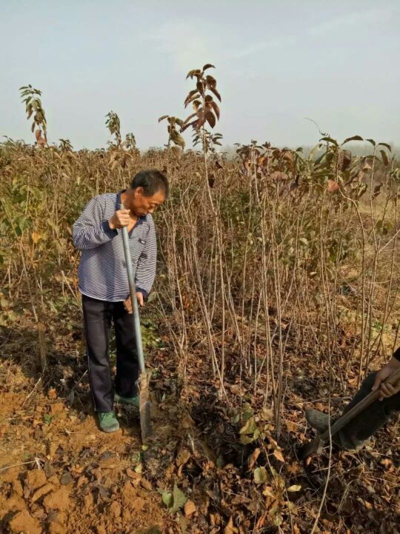 美早樱桃苗优良大樱桃品种产地直供