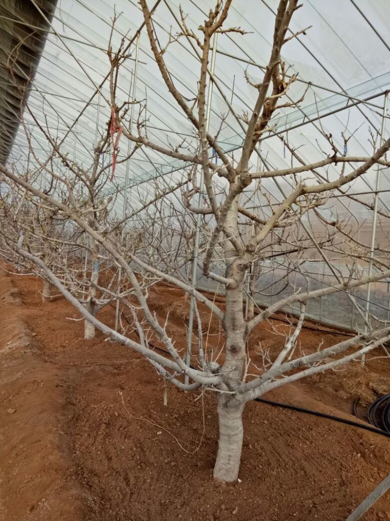 美早樱桃苗优良大樱桃品种产地直供